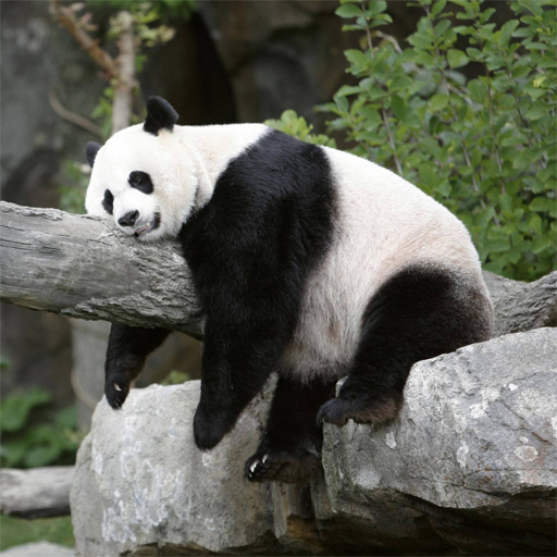 Image Pandas Slide